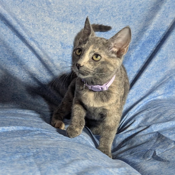 Marbella - female kitten