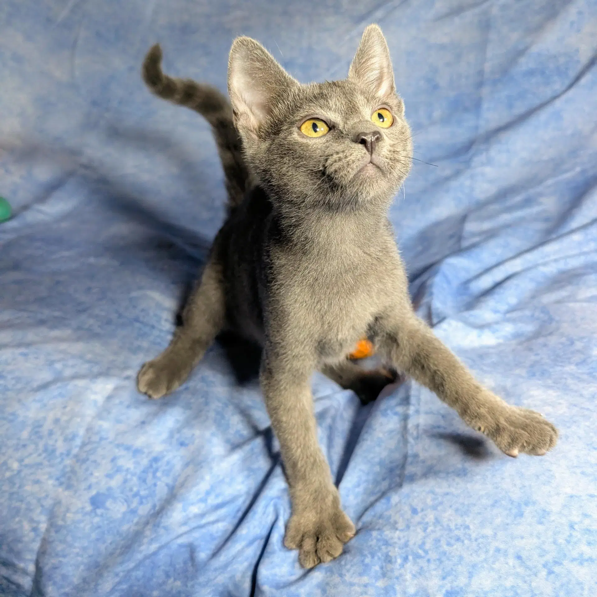 Lucca - Male Kitten image 2