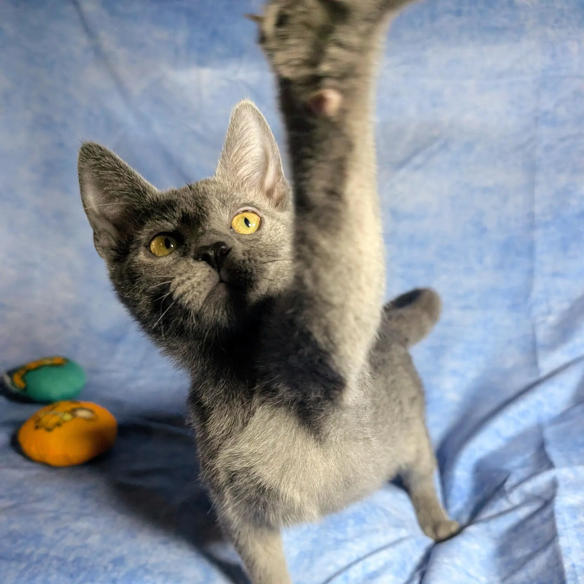Lucca - Male Kitten image 3