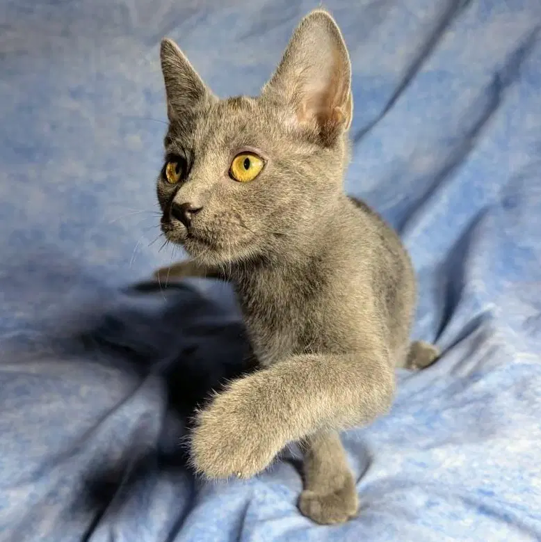 Lucca - Male Kitten image 4