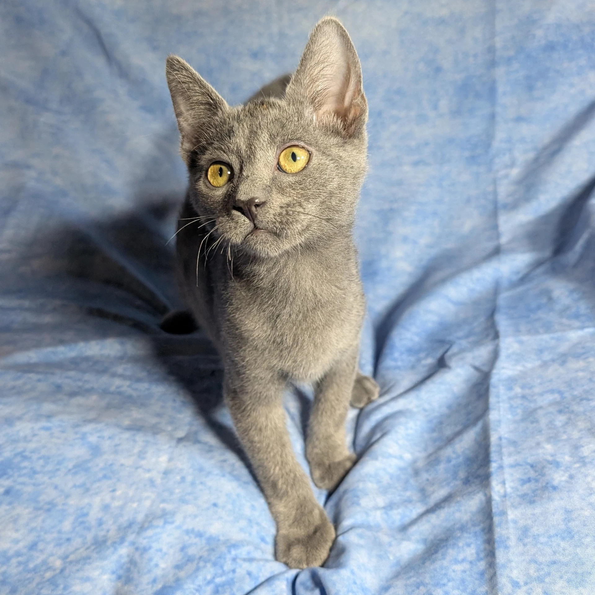 Lucca - Male Kitten