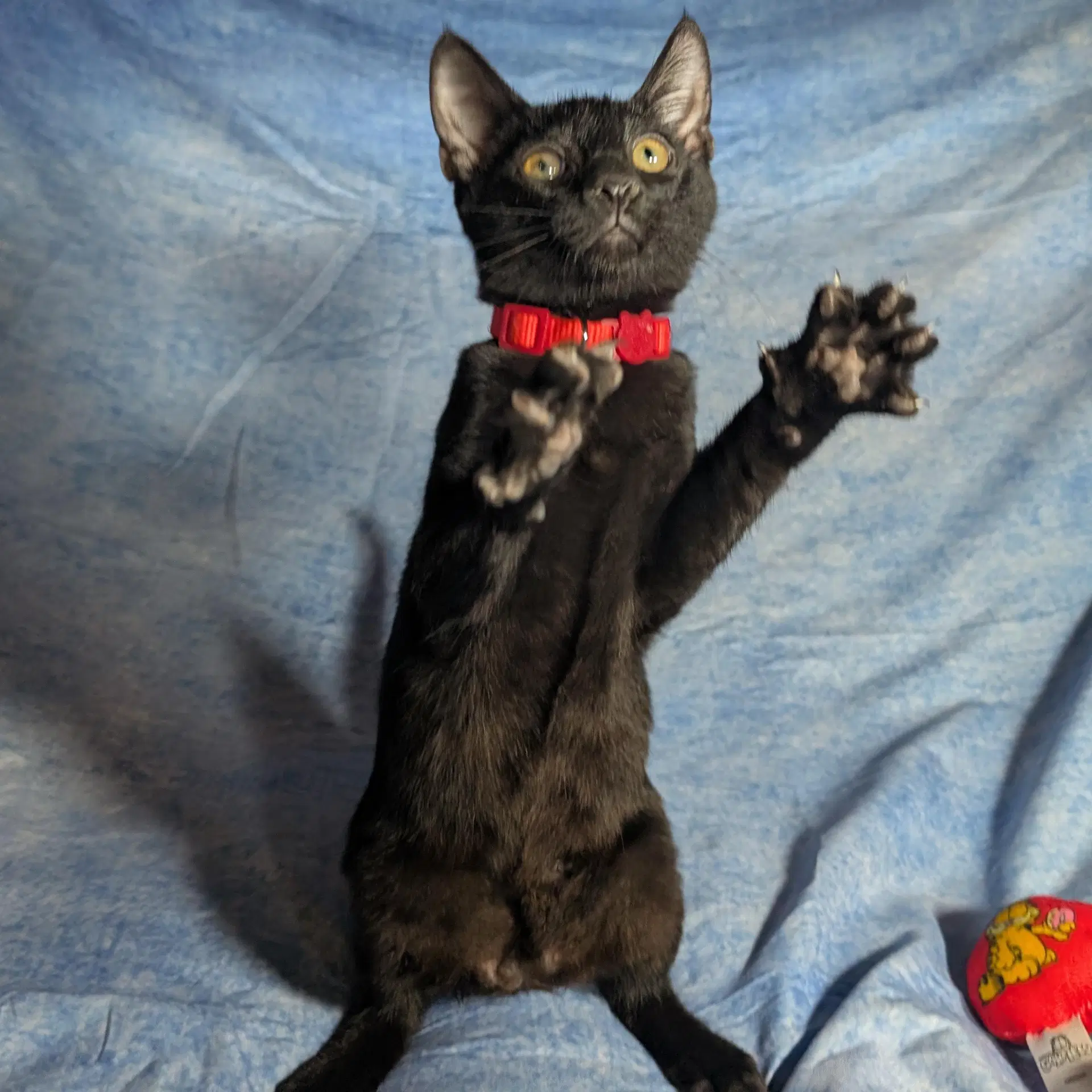 Rome - Male Kitten image 3