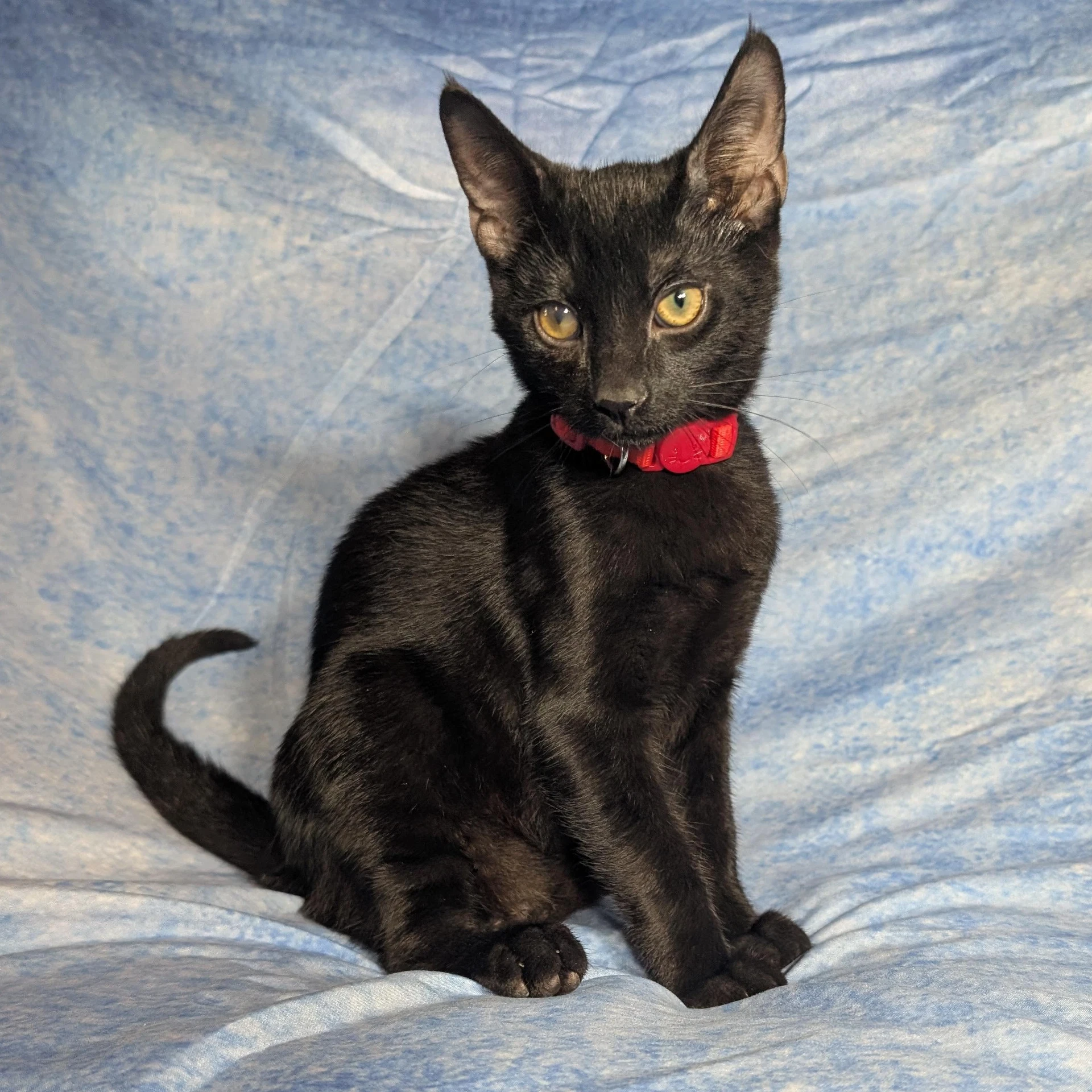Rome - Male Kitten
