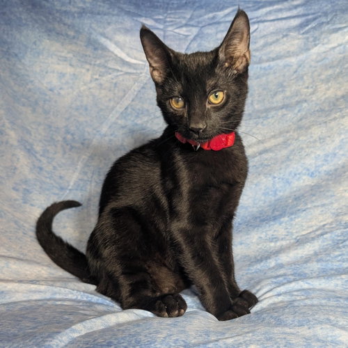 Rome - male kitten, a cat for adoption from Pink Paws For The Cause