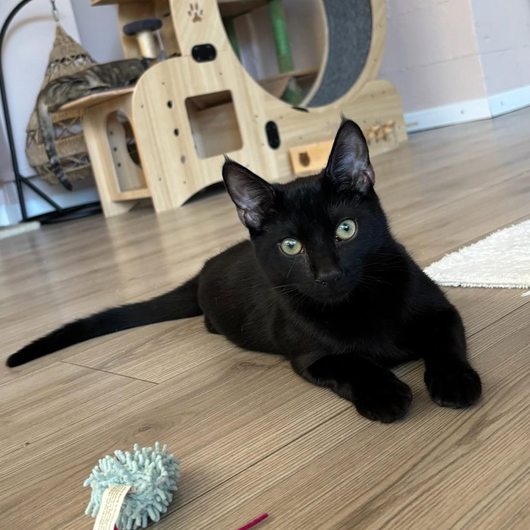 Rome - male kitten, photo 2