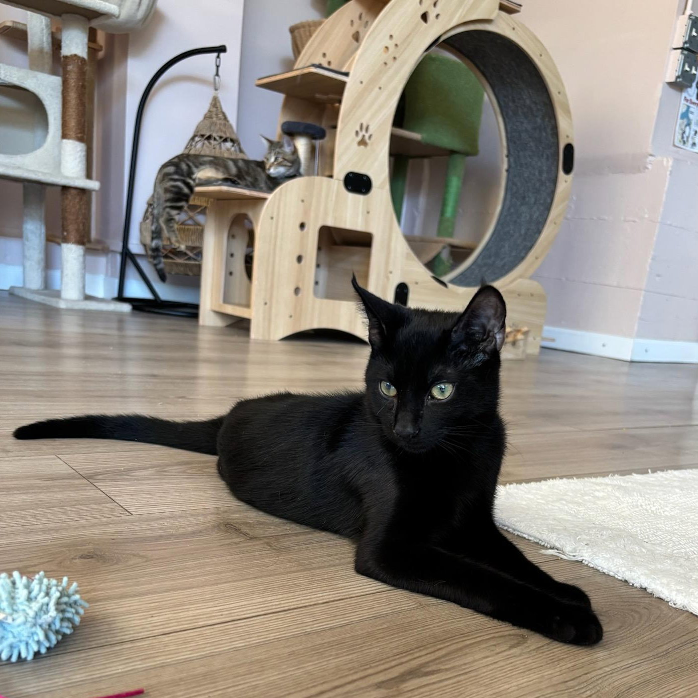 Rome - male kitten, photo 5