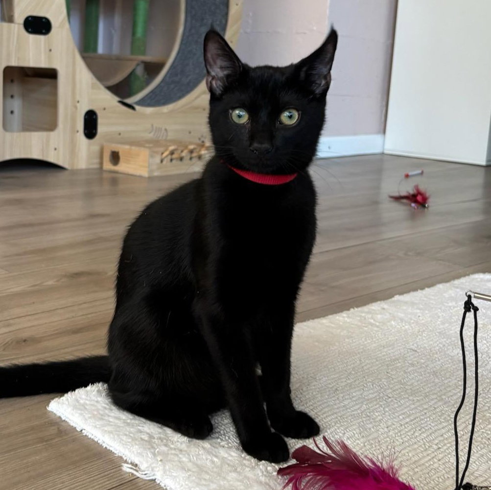 Rome - male kitten