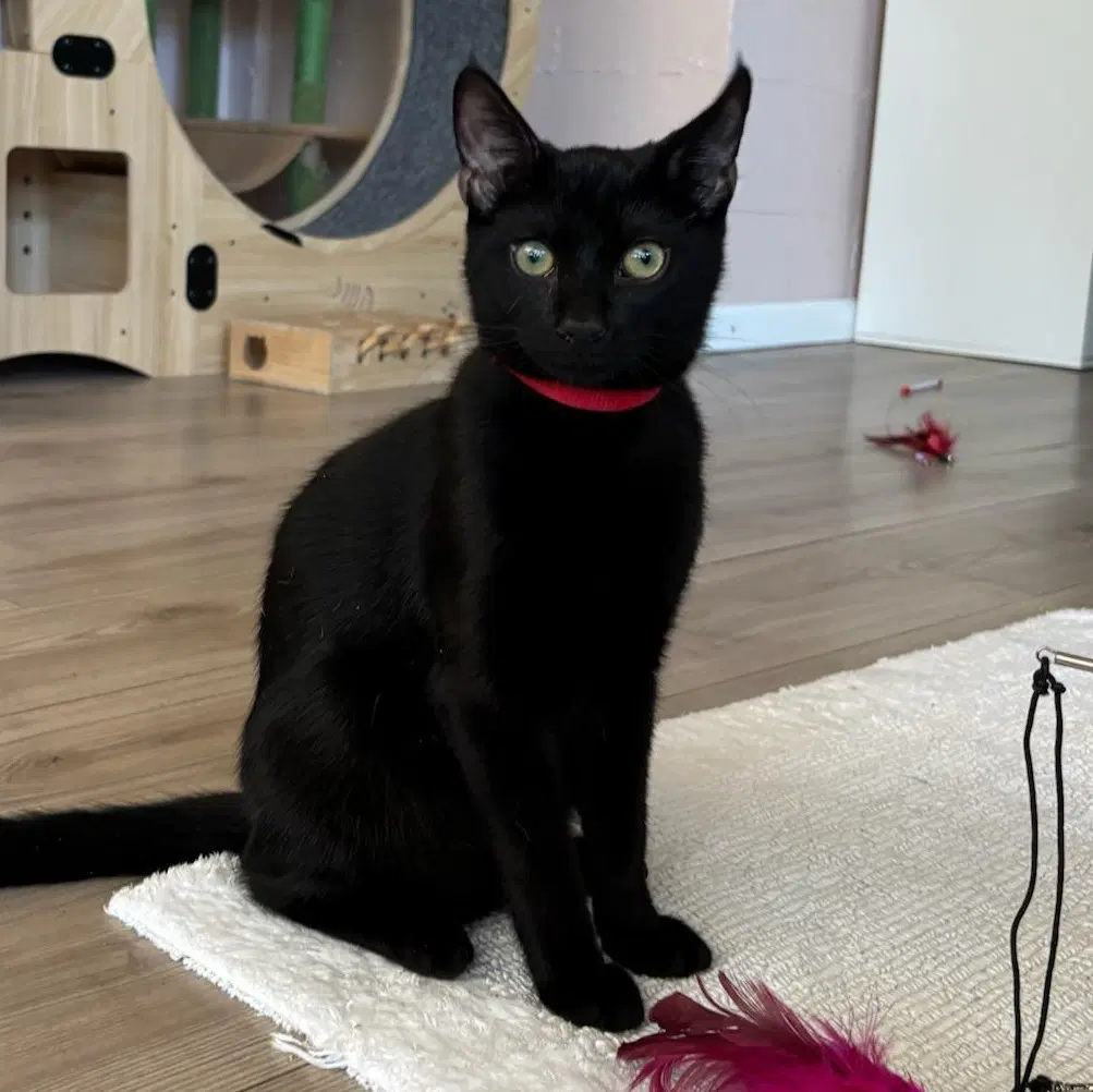 Rome - Male Kitten - Domestic Short Hair