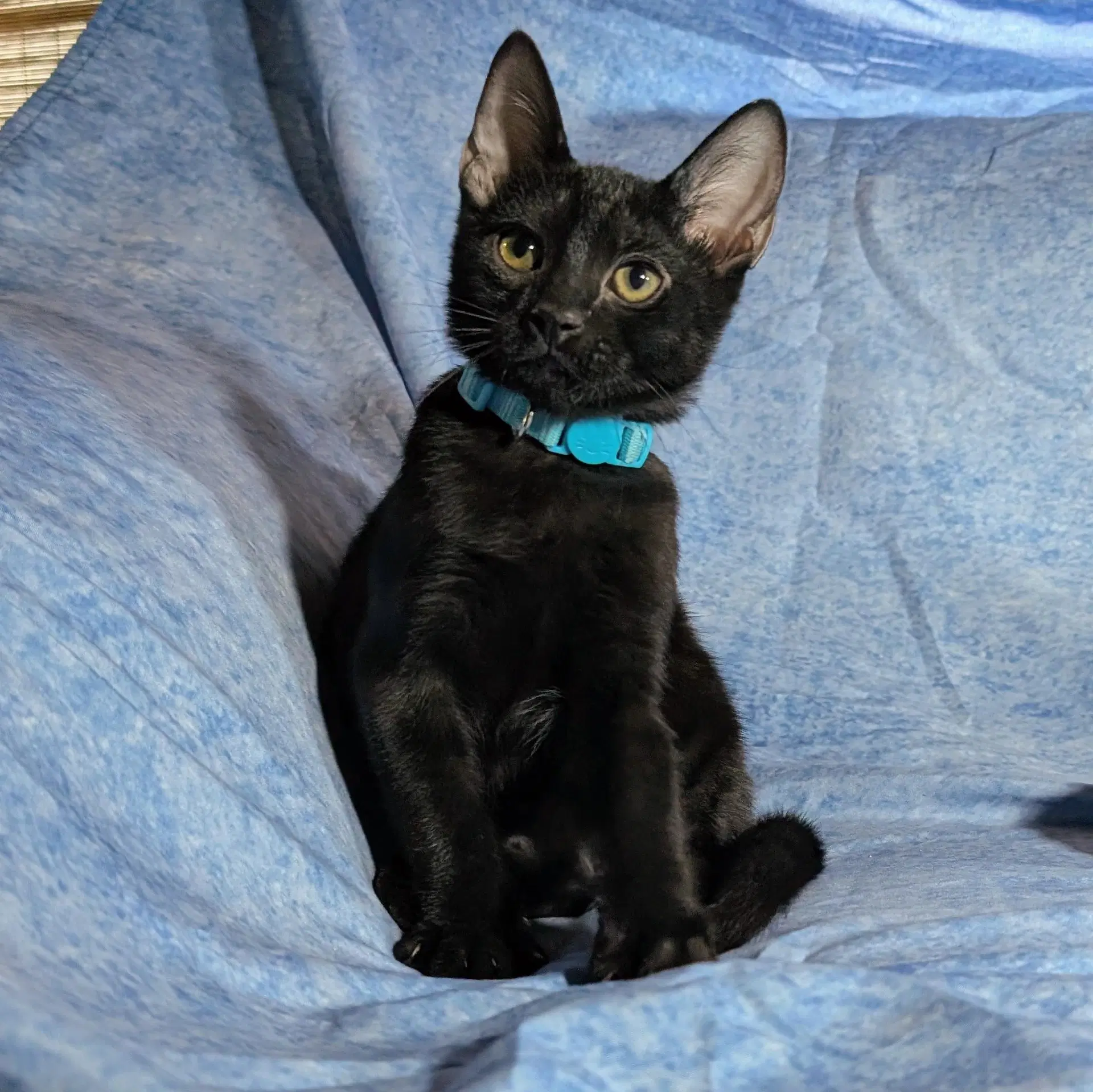 Milan - Male Kitten - Domestic Short Hair
