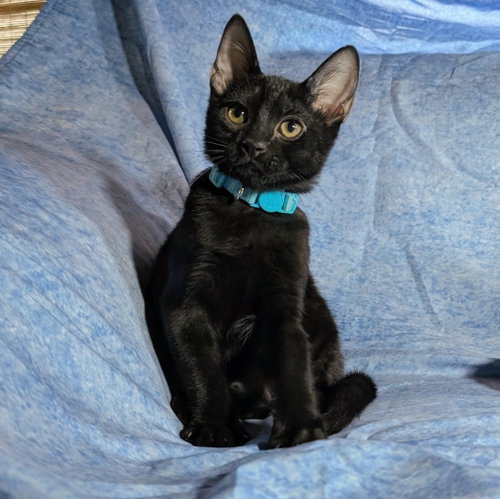 Milan - male kitten, a cat for adoption from Pink Paws For The Cause