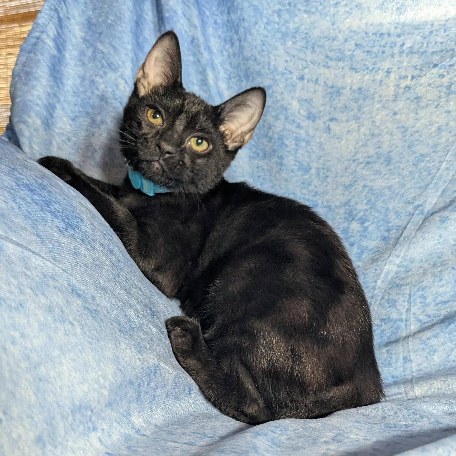 Milan - Male Kitten image 3