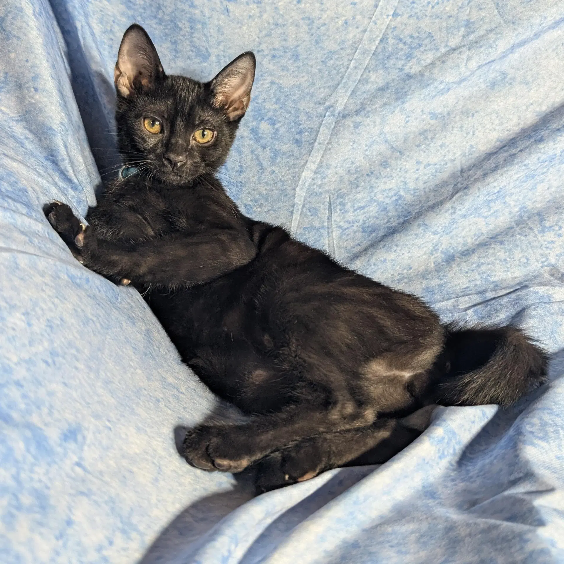 Milan - Male Kitten image 4