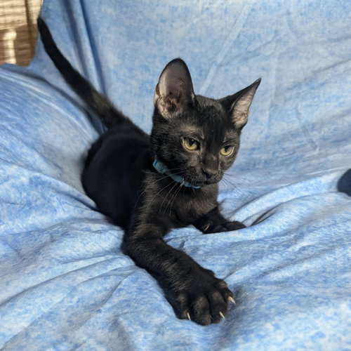 Photo 5 of Milan - male kitten