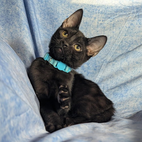 Photo 6 of Milan - male kitten