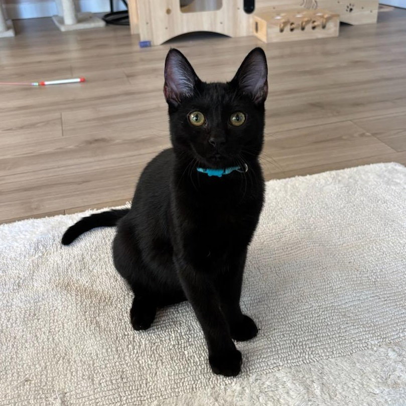 Milan - male kitten