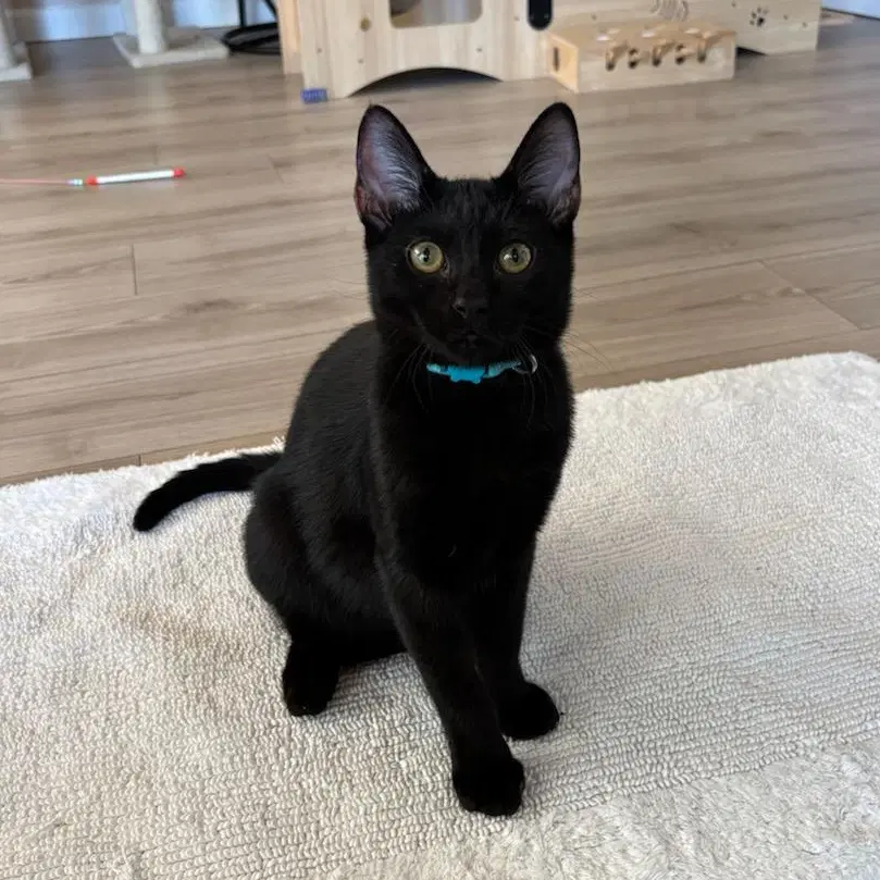 Milan - Male Kitten - Domestic Short Hair