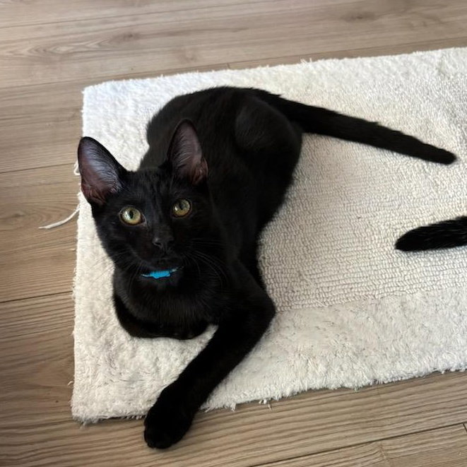Milan - male kitten, photo 3