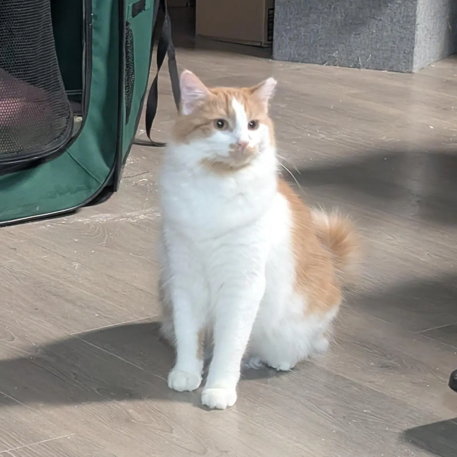 Eden - Domestic Medium Hair