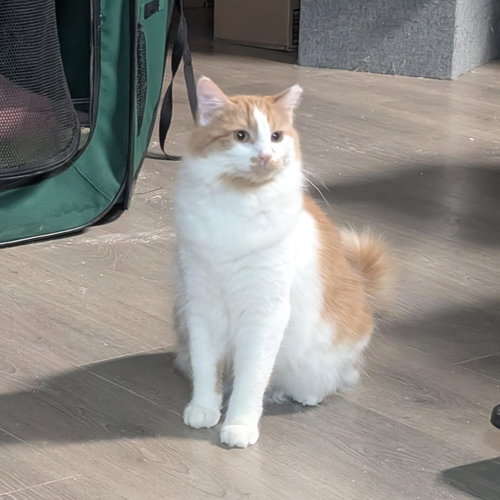 Eden, a cat for adoption from Pink Paws For The Cause
