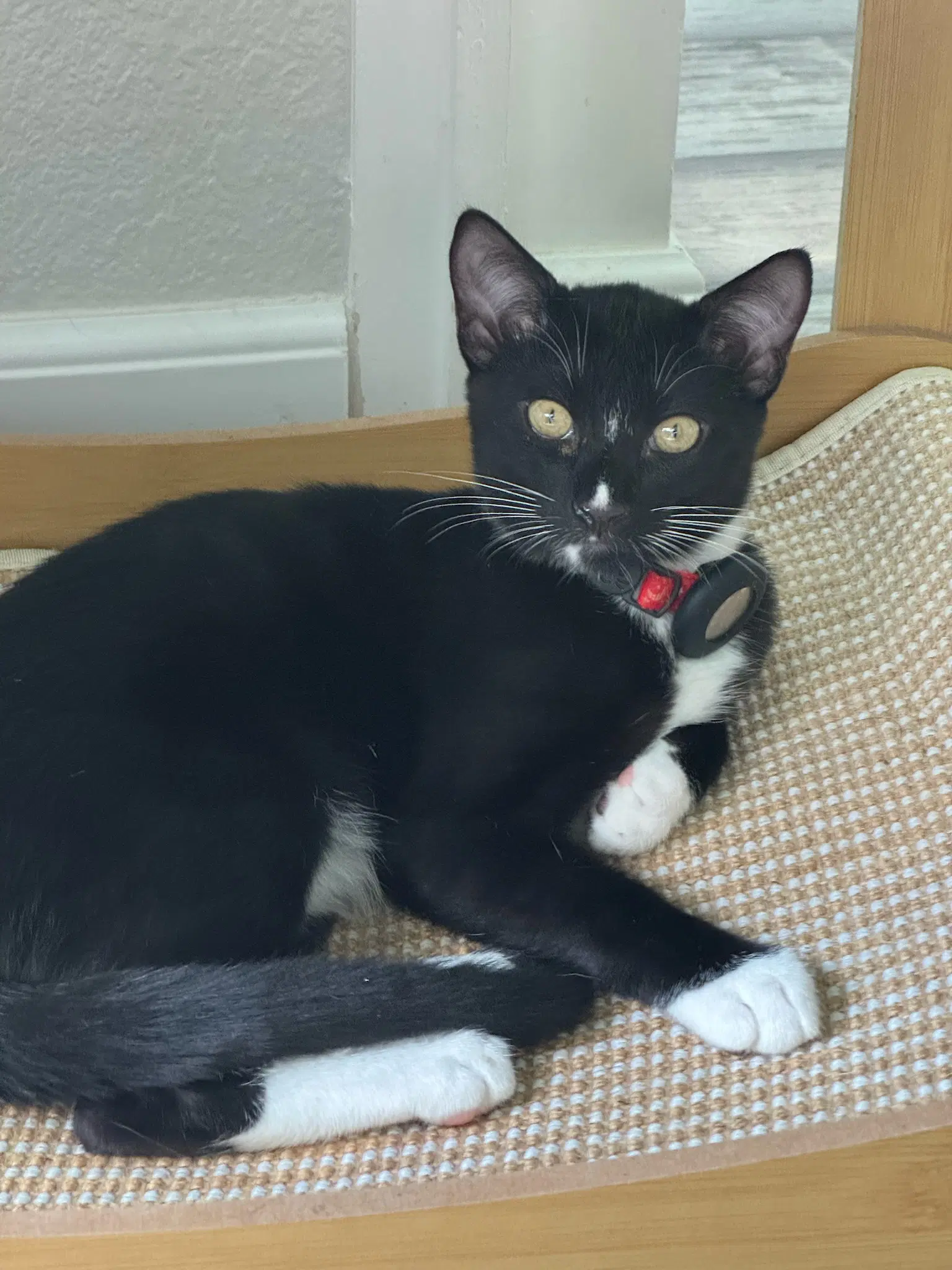 Betsy - Female Kitten image 1
