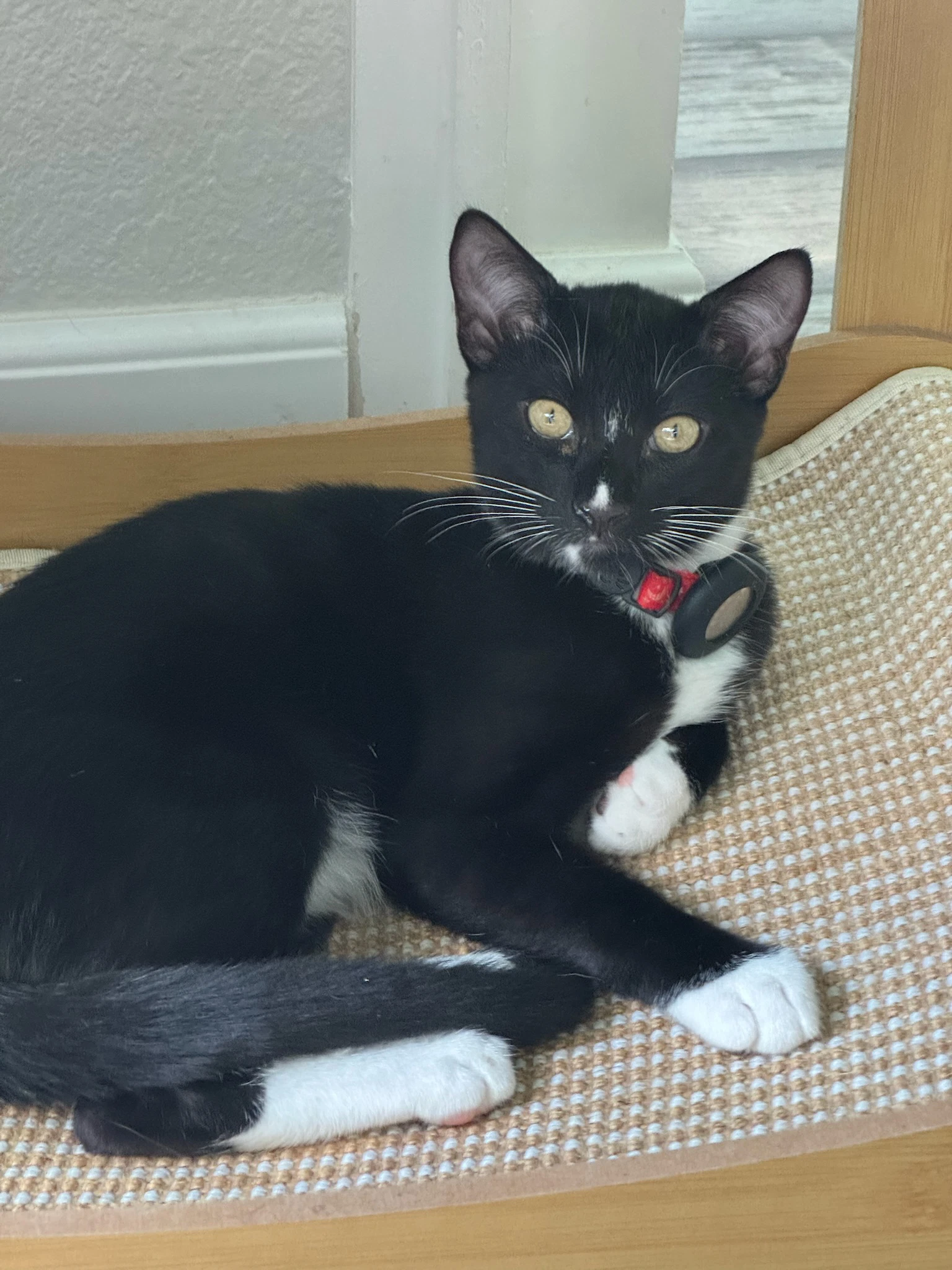 Betsy - Female Kitten