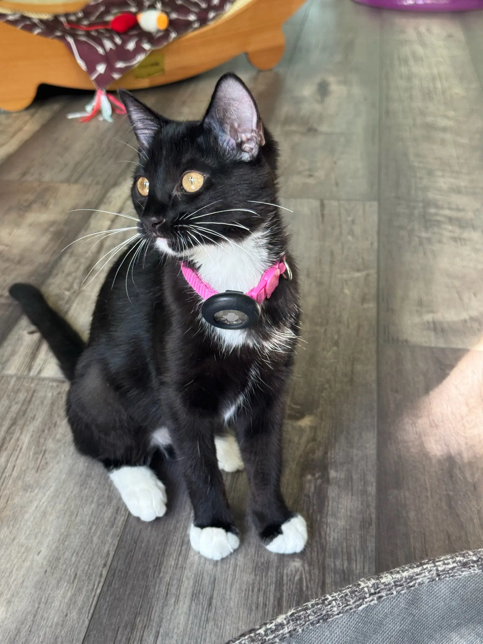 Betsy - Female Kitten image 3