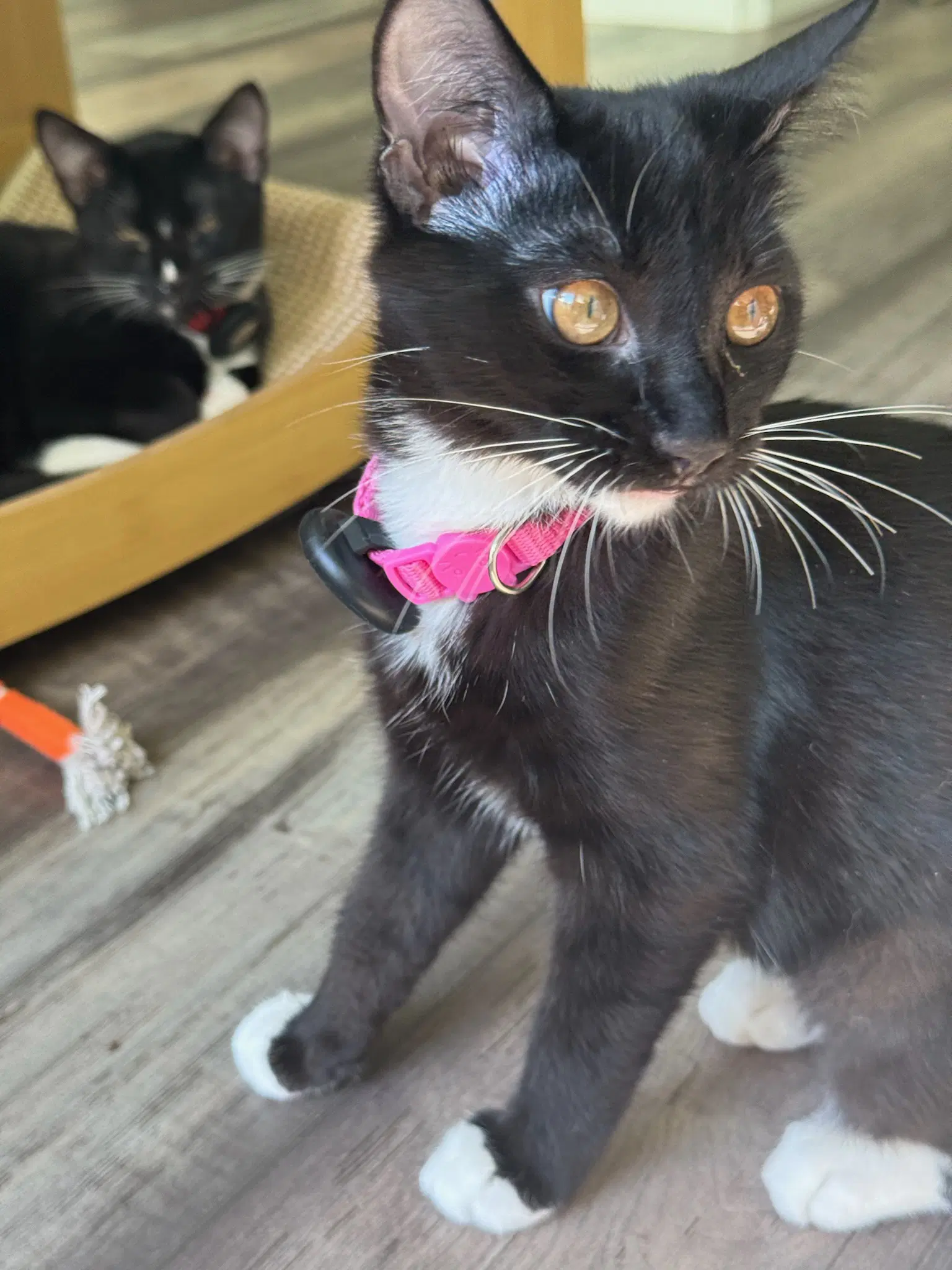 Betsy - Female Kitten image 4