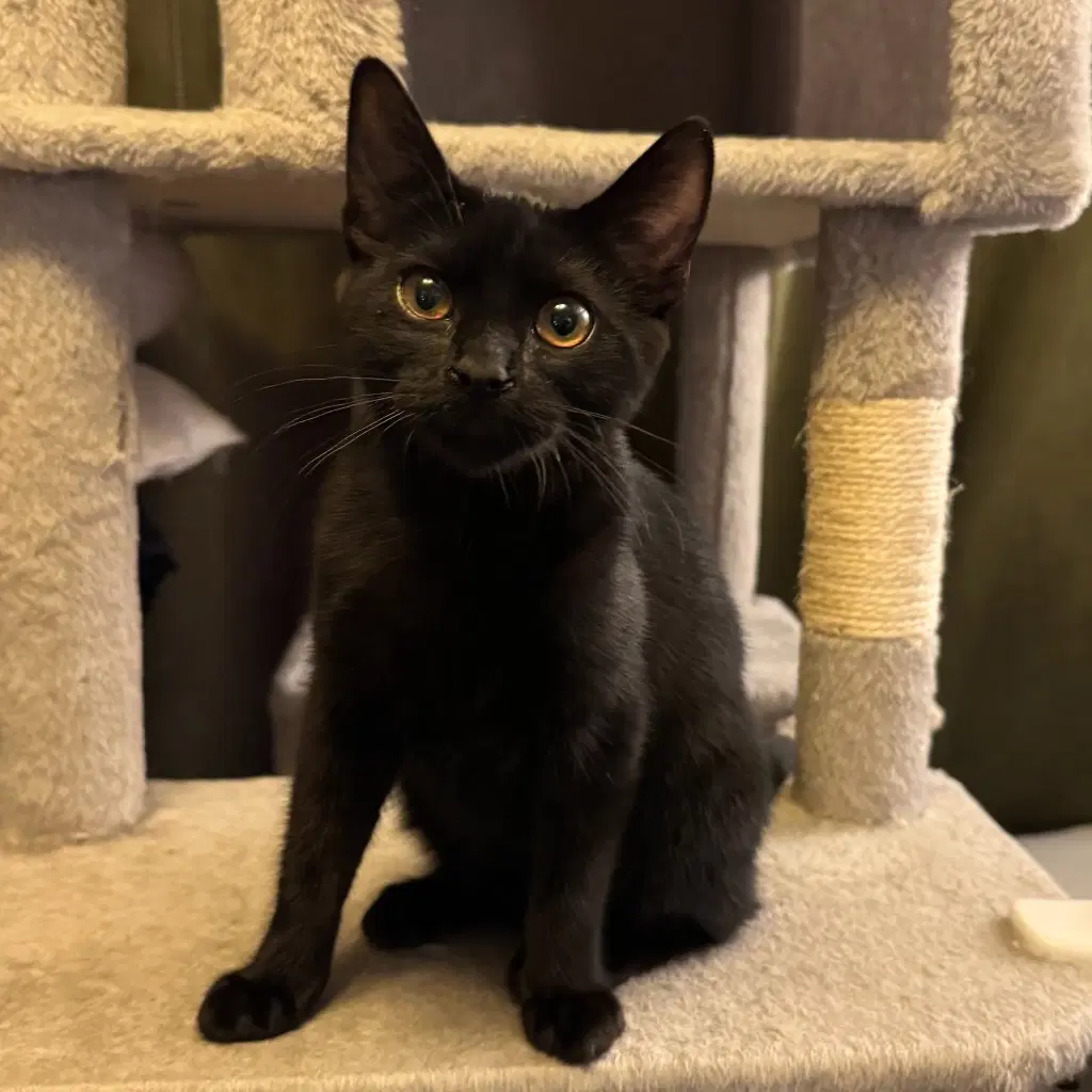 Monday - Female Teen Kitten image 2
