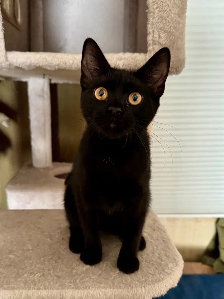 Monday - Female Teen Kitten - Domestic Short Hair
