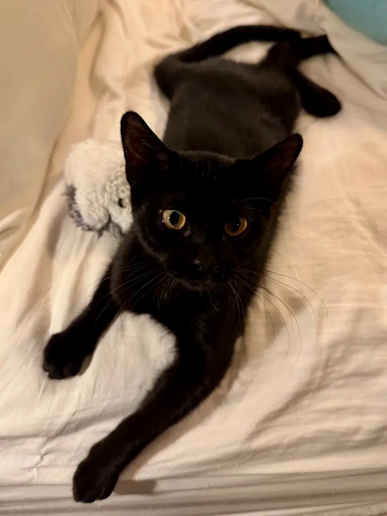 Monday - Female Teen Kitten image 3