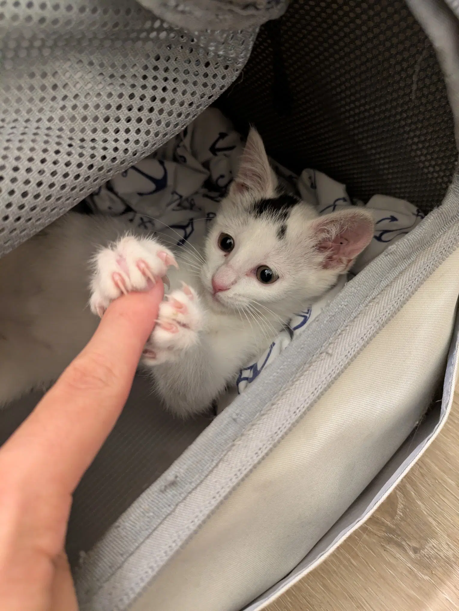 Starlight - Female Kitten image 2