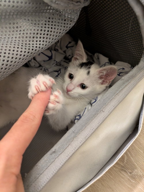 Photo 2 of Starlight - female kitten