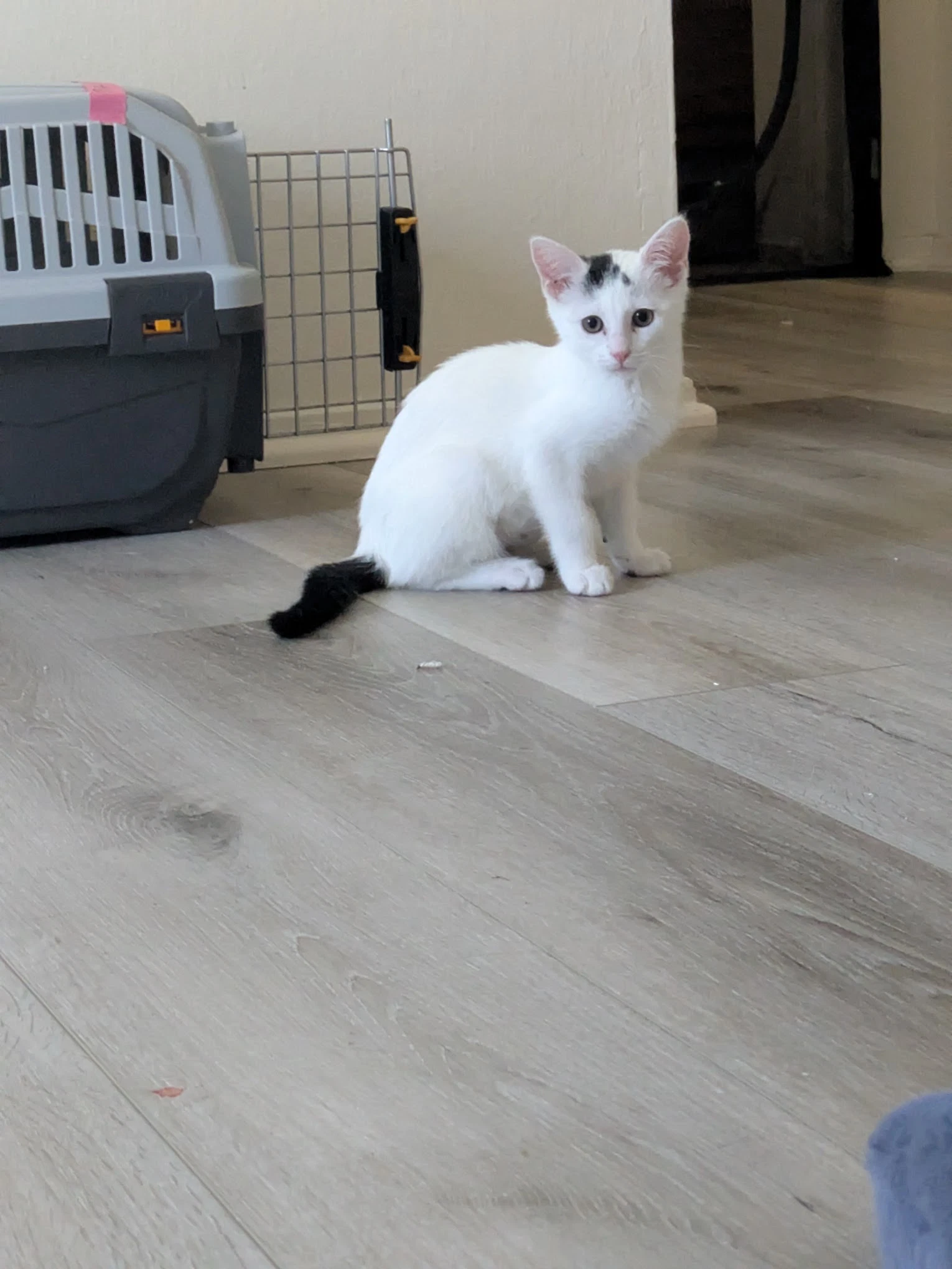 Starlight - Female Kitten