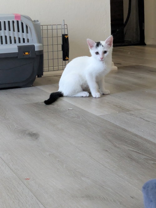 Starlight - female kitten, a cat for adoption from Pink Paws For The Cause