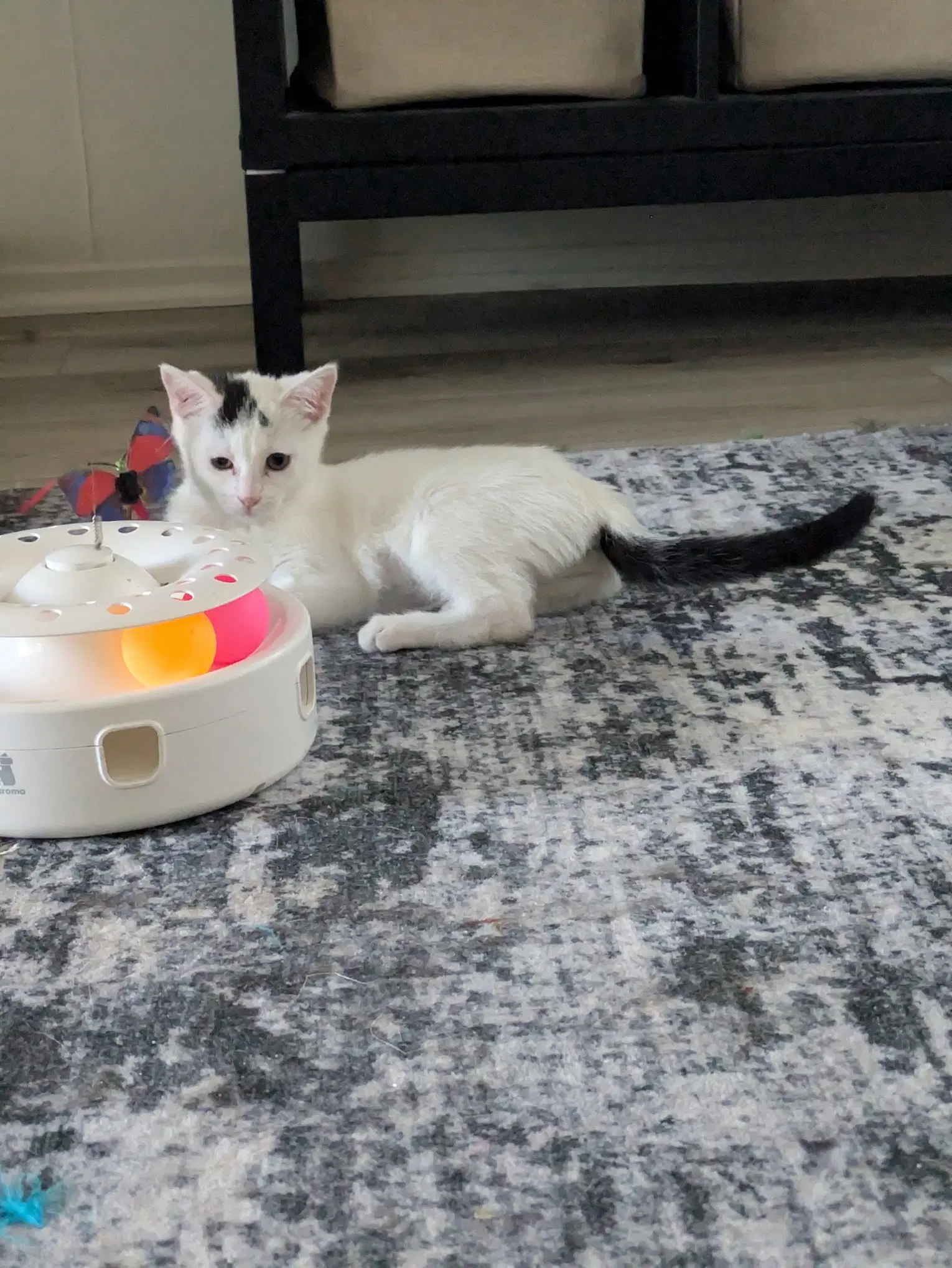Starlight - Female Kitten image 3