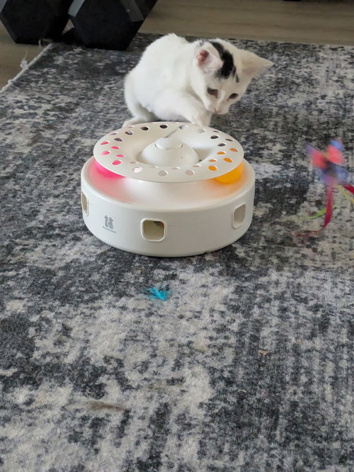 Photo 5 of Starlight - female kitten