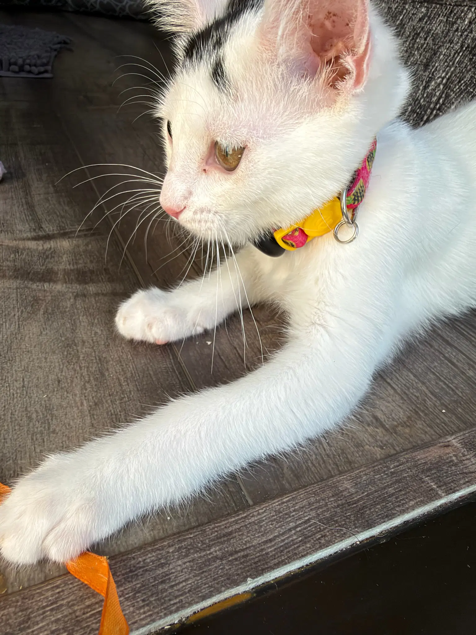 Starlight - Female Kitten image 3