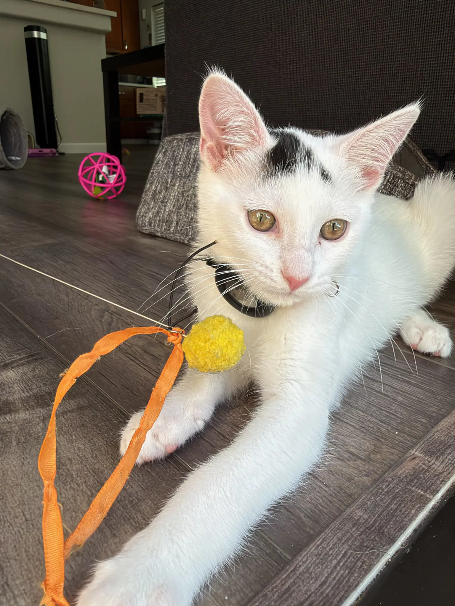 Starlight - Female Kitten - Domestic Short Hair