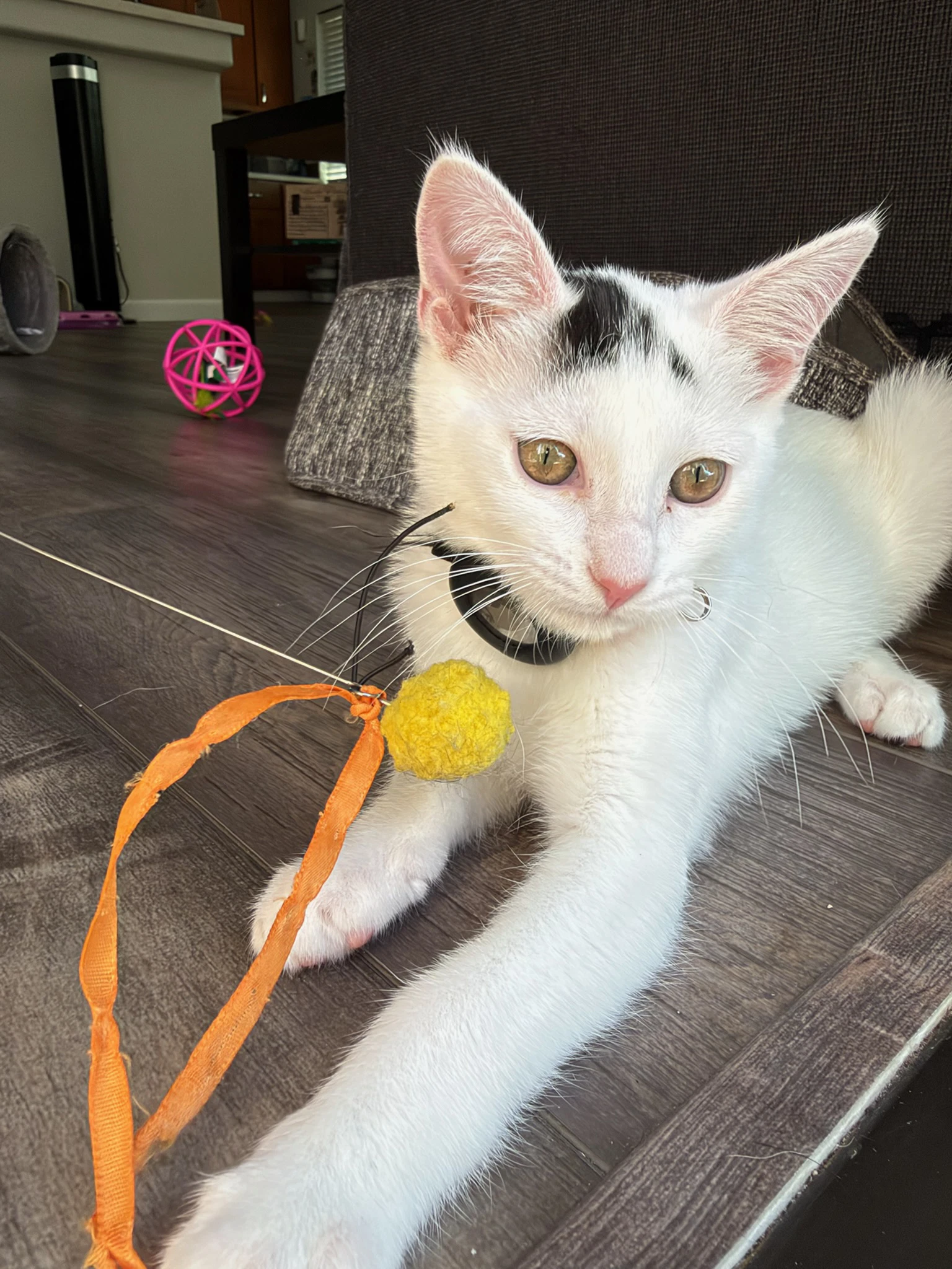 Starlight - Female Kitten
