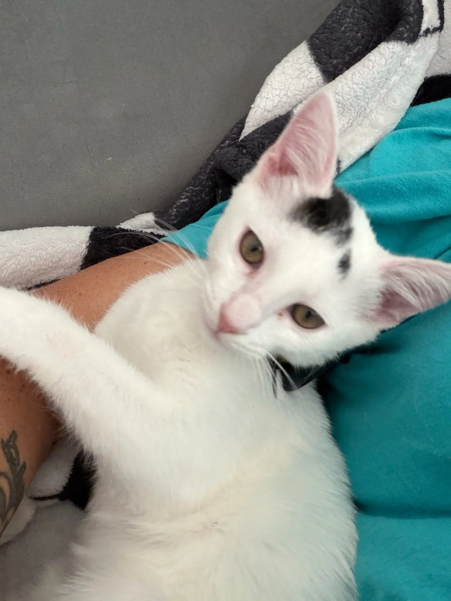 Starlight - Female Kitten image 4