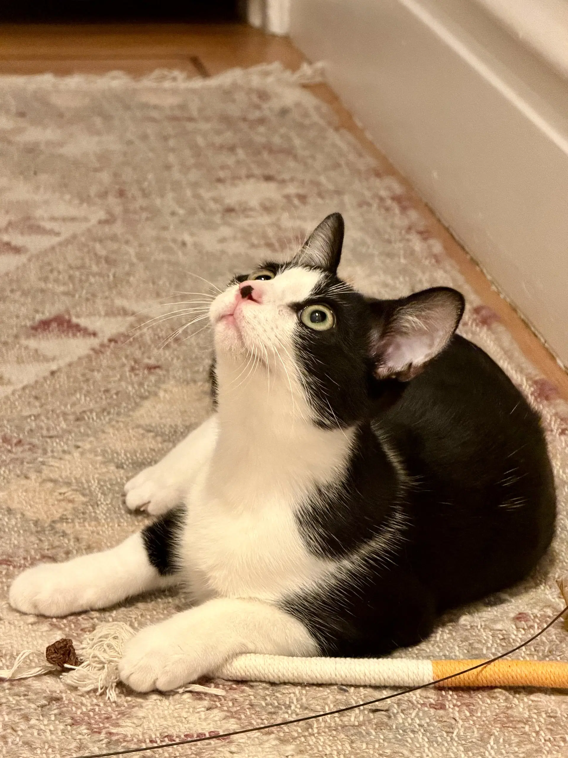 Reed - Male Kitten image 3