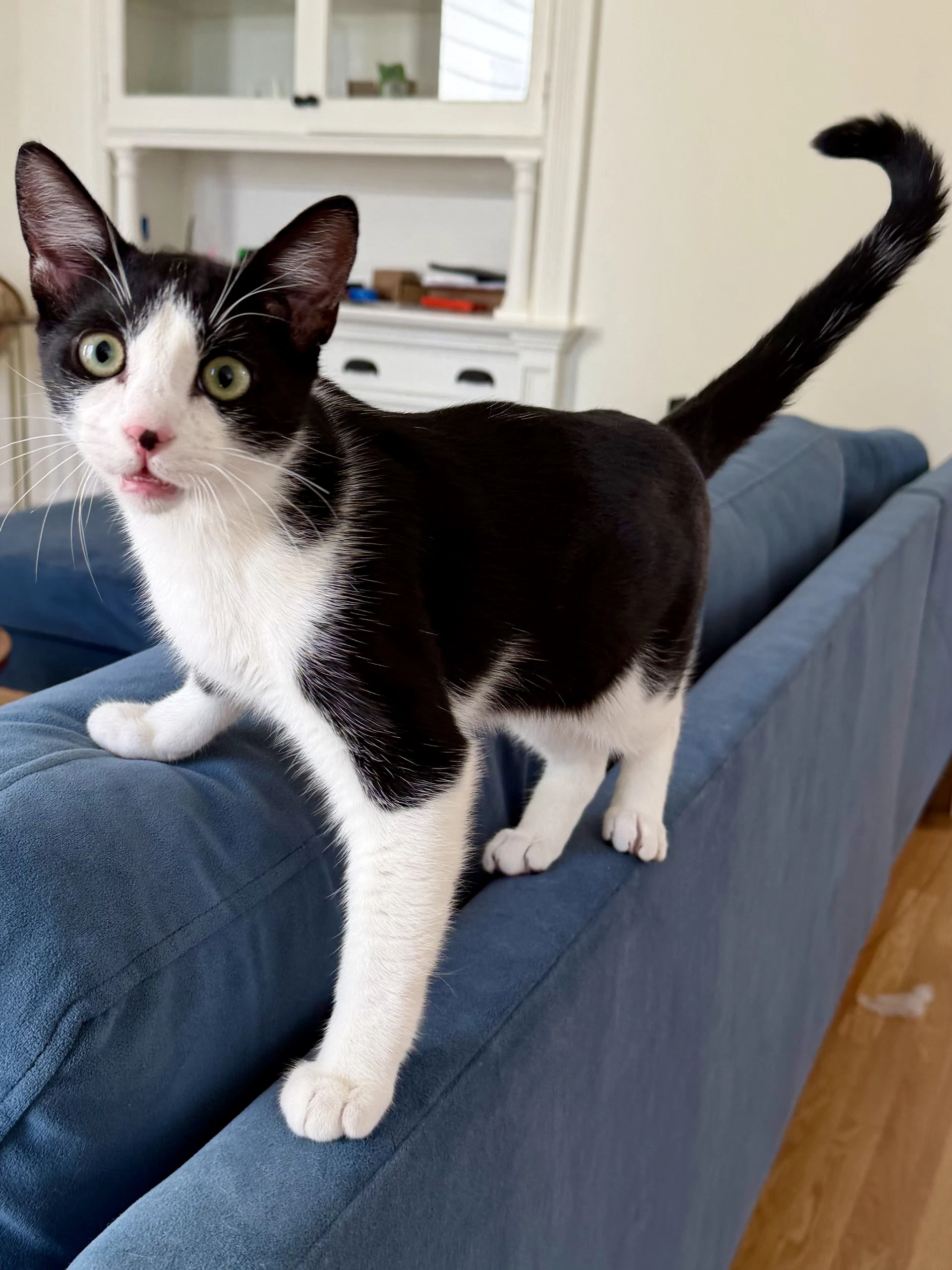 Reed - Male Kitten