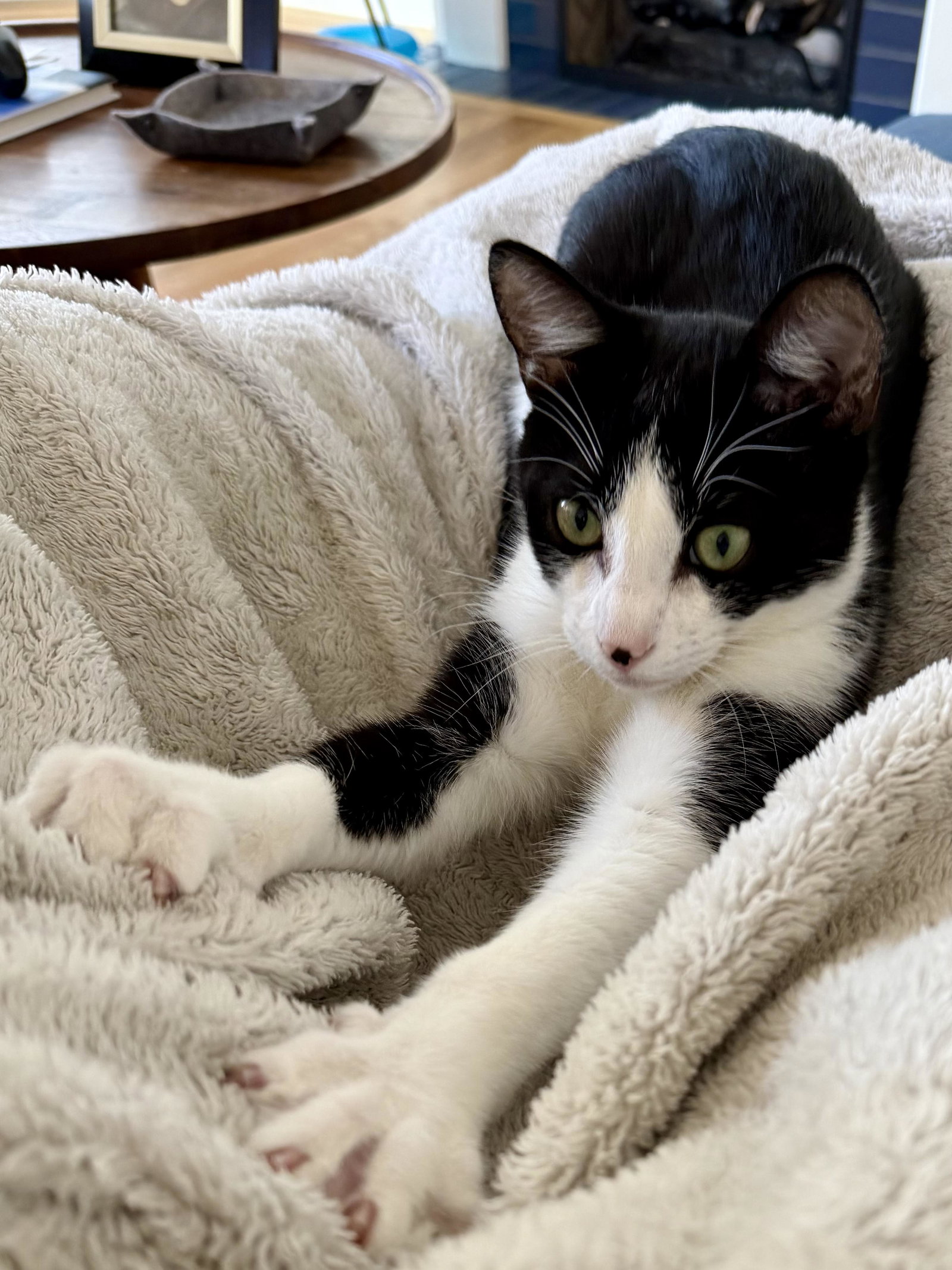 Reed - male kitten, photo 4