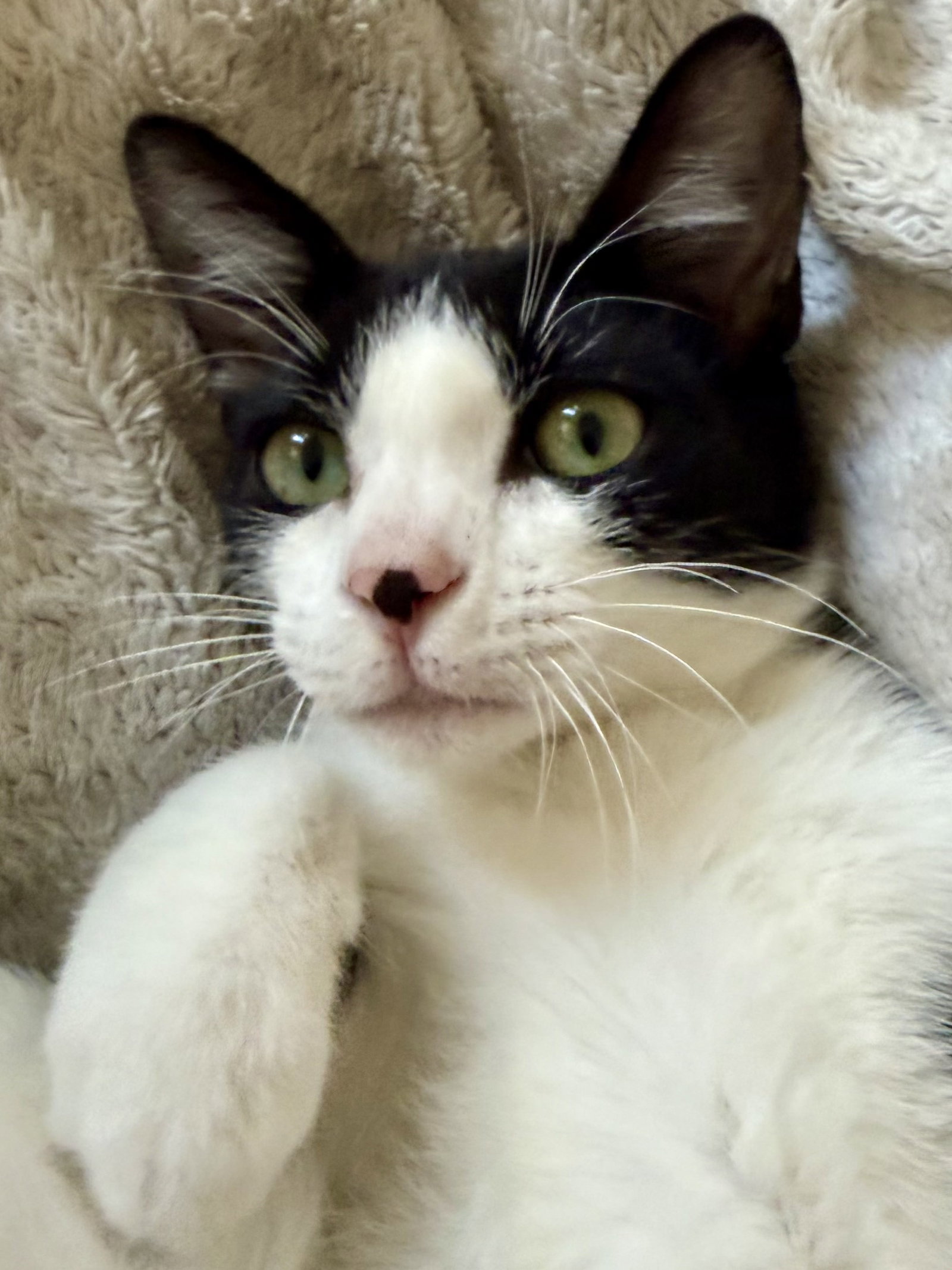 Reed - male kitten, photo 2