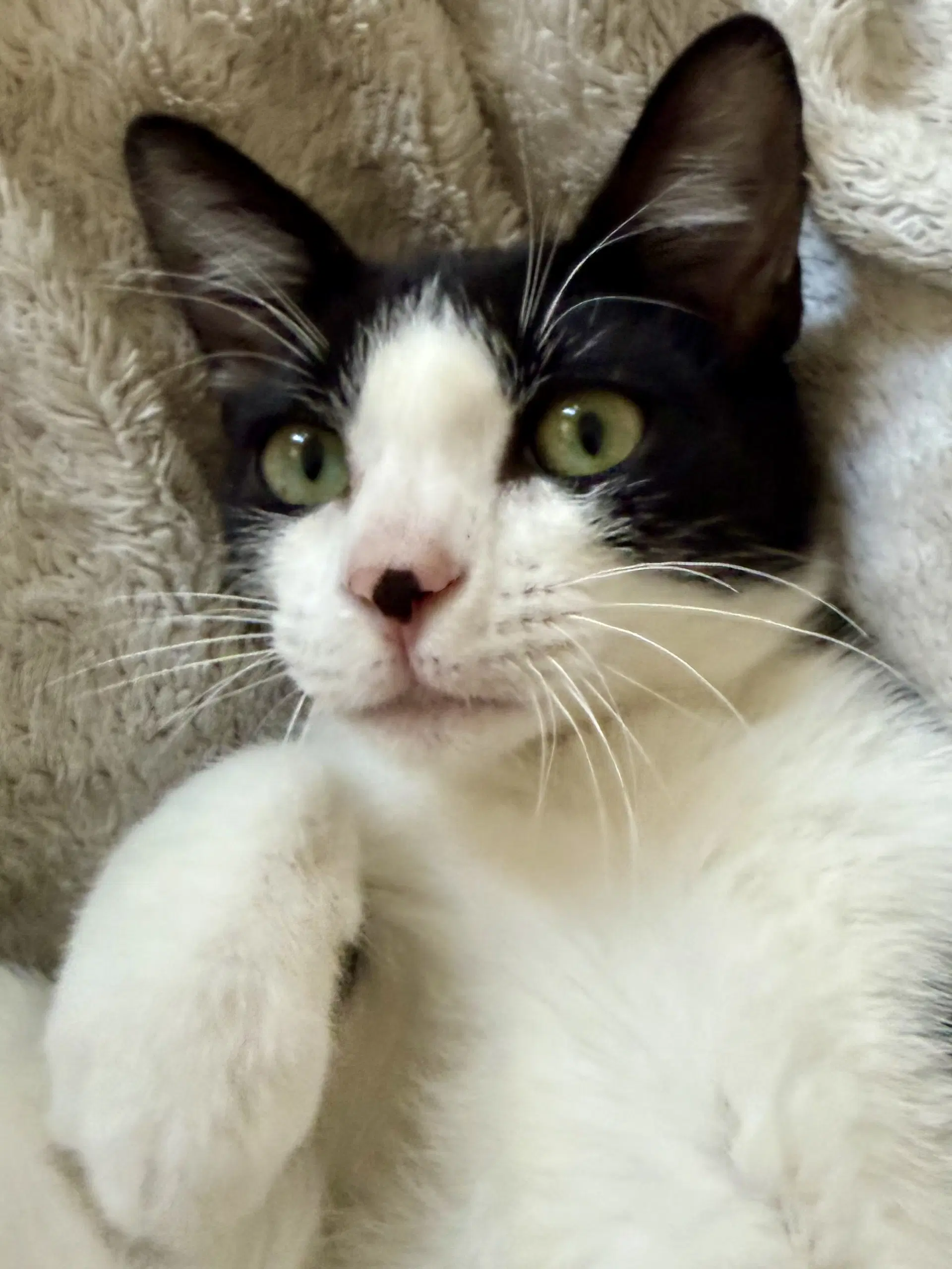 Reed - Male Kitten image 2