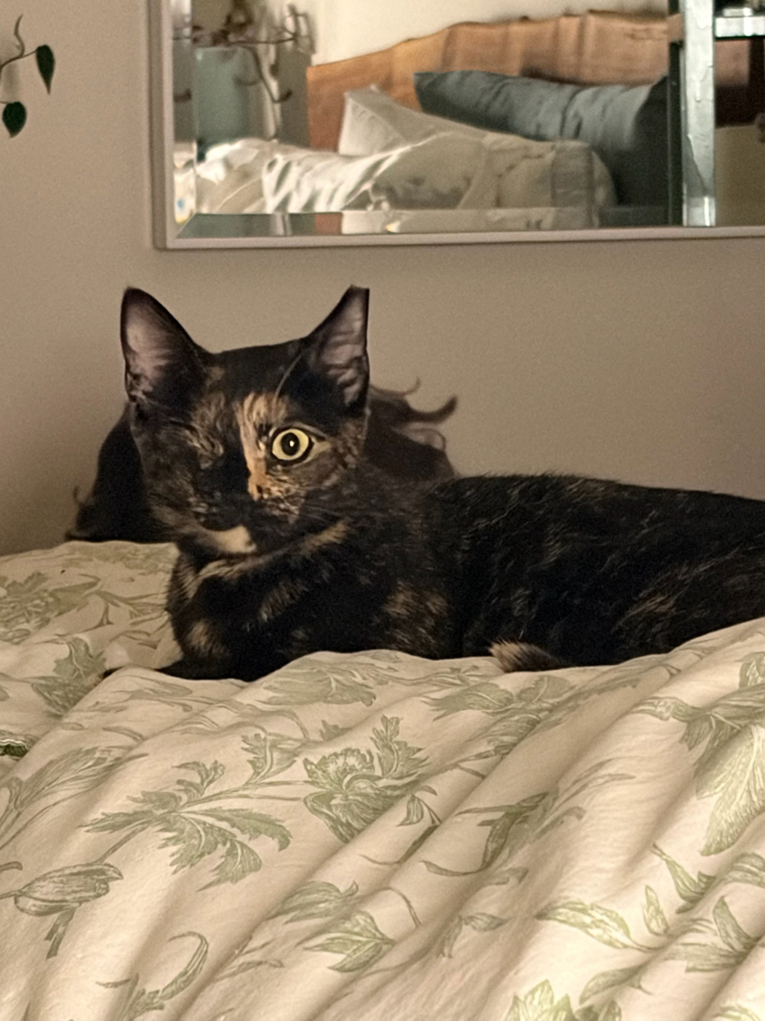 Evie
