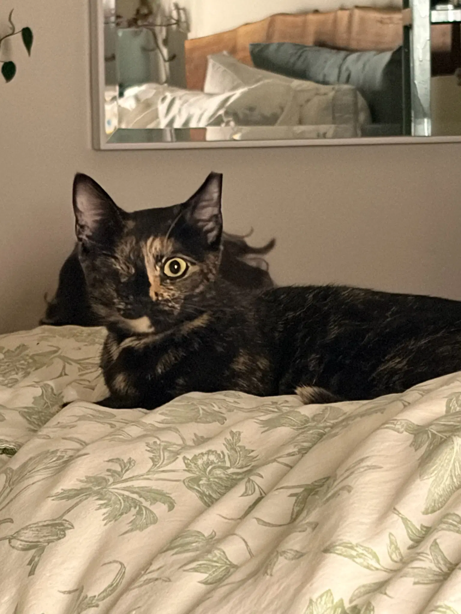 Evie - Tortoiseshell
