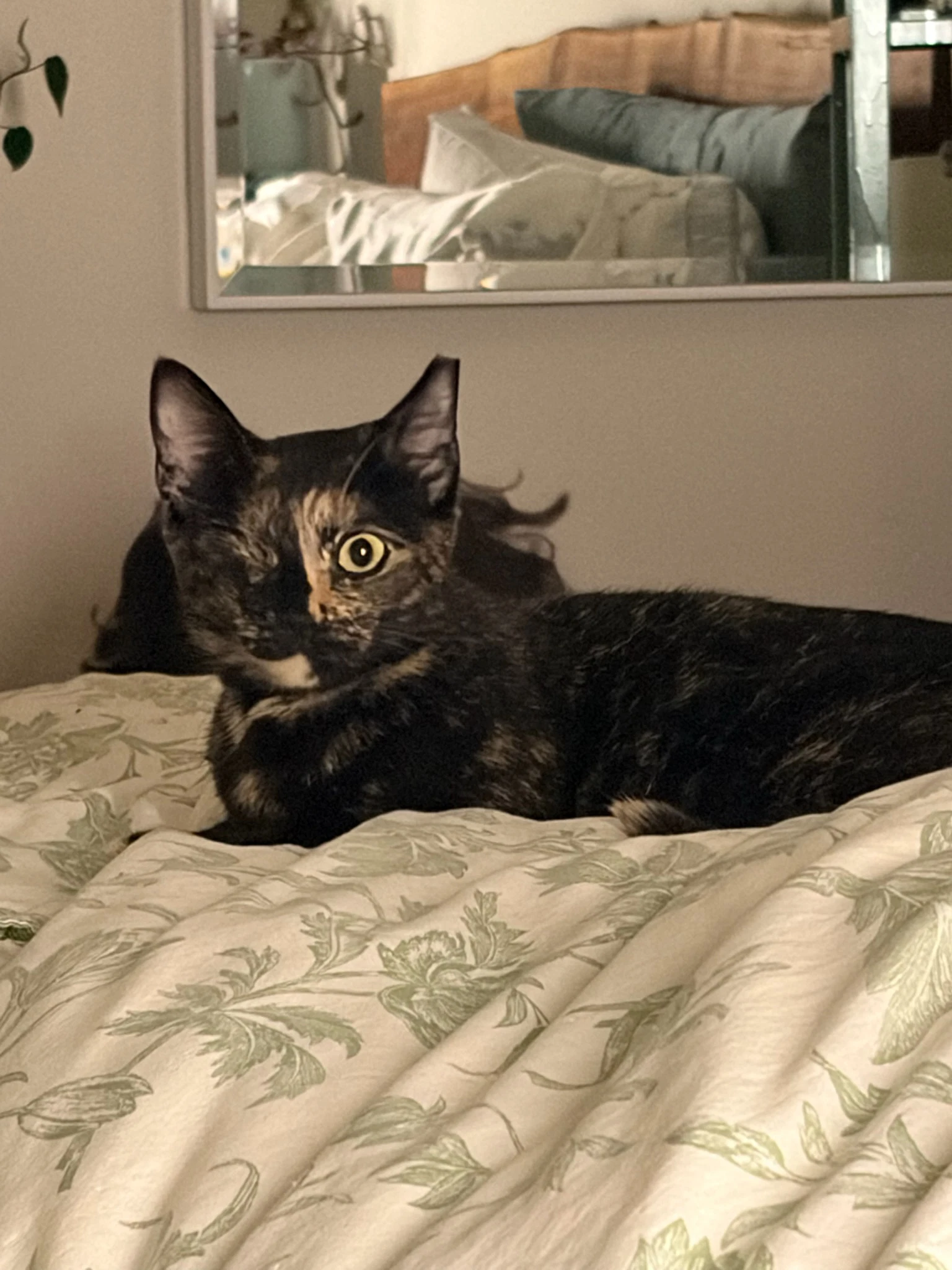 Evie