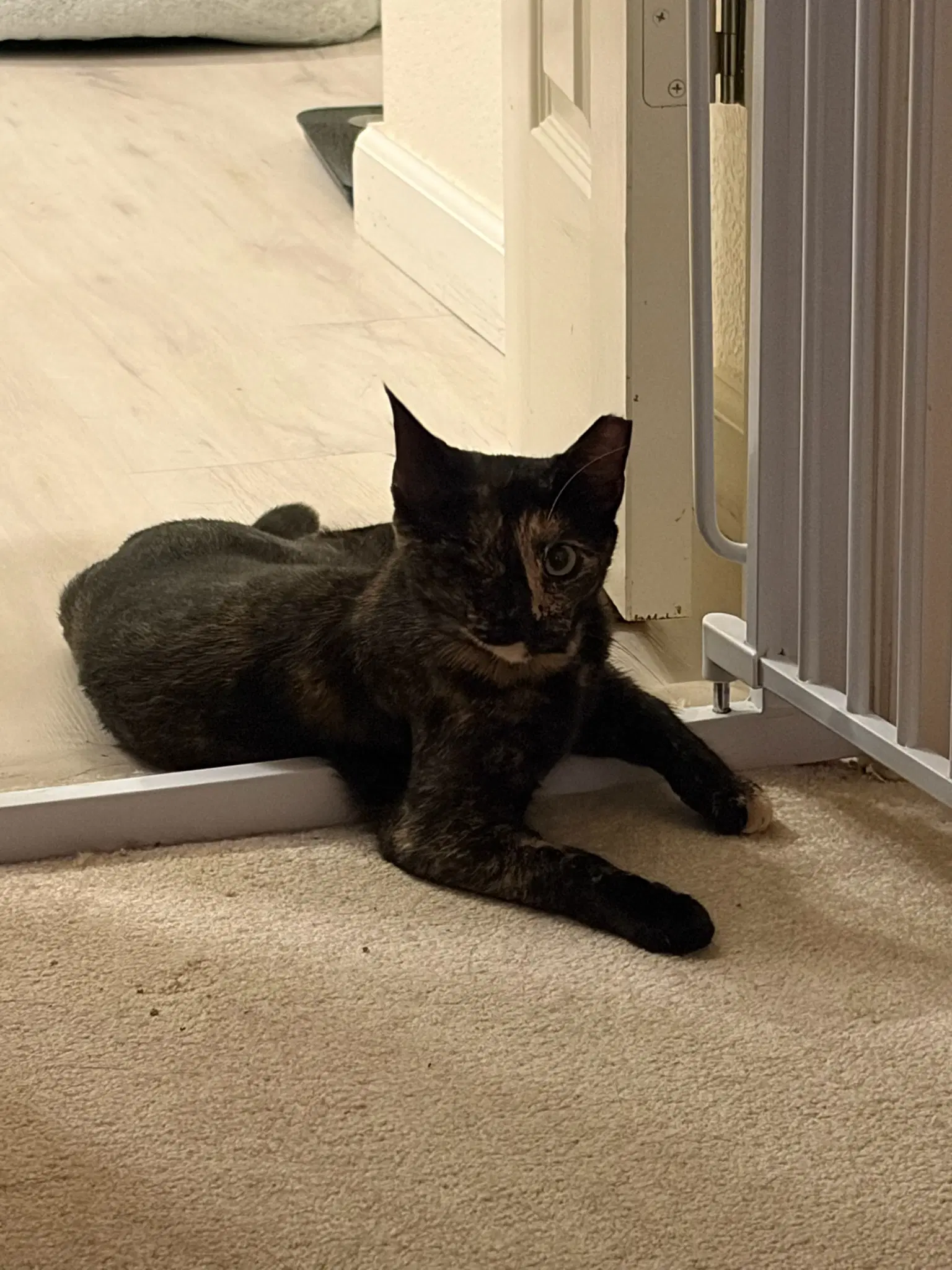 Evie image 3