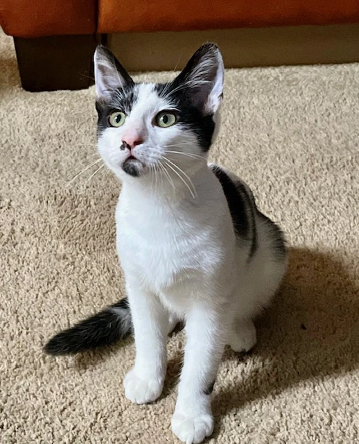 Fritter Fritz - Male Kitten